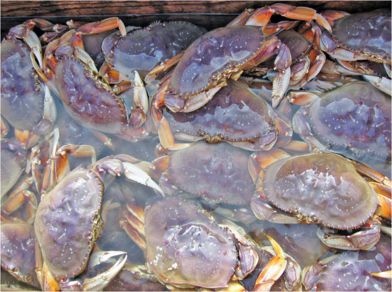 Southern Oregon Crab season 2022