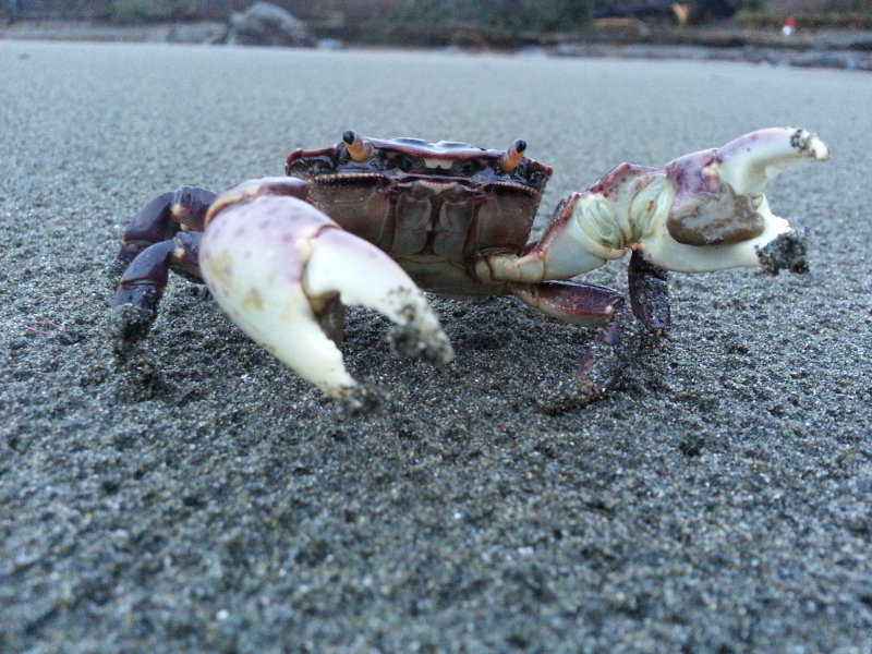 Trophy Size Crab walked up onto the Sporthaven Beach, just up the block from Ocean Suites Motel, Brookings, OR