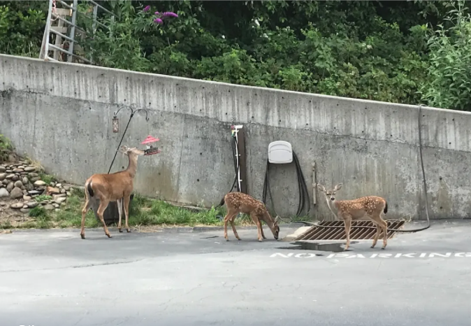 Deer-eating-from-bird-feeder
