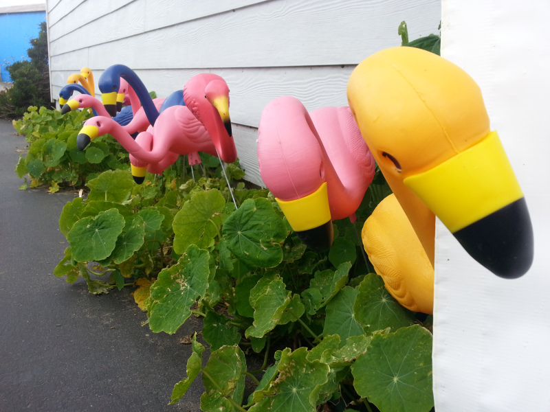Have you been FLOCKED?