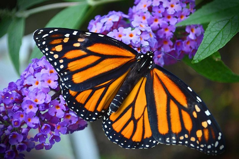 Monarch Butterfly Project  |  Brookings-Harbor, Oregon