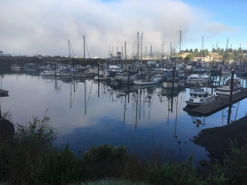 Foggy morning started burning off  | POBH Brookings-Harbor Oregon