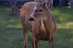 Young Buck born on the Southern Oregon Coast | Ocean Suites Motel, Brookings-Harbor