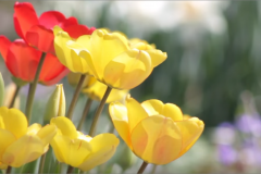 Tulip Fest | Wooden Shoe Tulip Farm | Annual Red and Yellow Tulips at Ocean Suites Motel, Brookings, OR