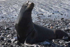 California sea lion at Sport Haven Beach | Short walk from Ocean Suites Motel, Brookings, OR