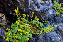 Hardy colorful plants growing in rock cracks at Mill Beach, Brookings, Oregon 1.5 miles north of Ocean Suites Motel
