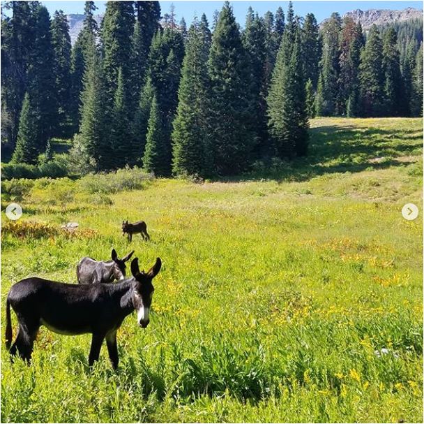 Sean-Nolan-PCT-passing-Mt.-Shasta-then-onto-Seiad-Valley-curios-Donkeys